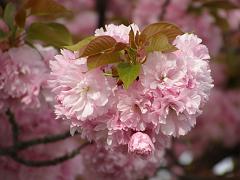 flowers09a (73)